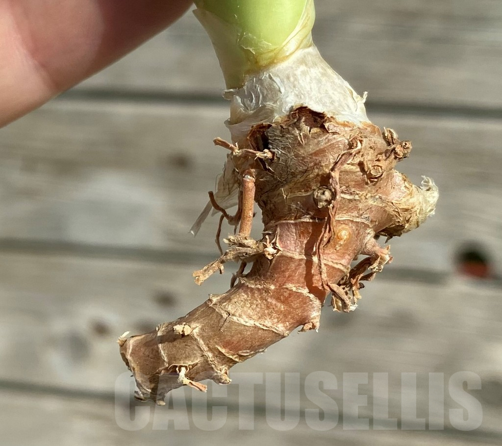 SH16297 Sansevieria ‘Japanese Twister' - Obrázek 3