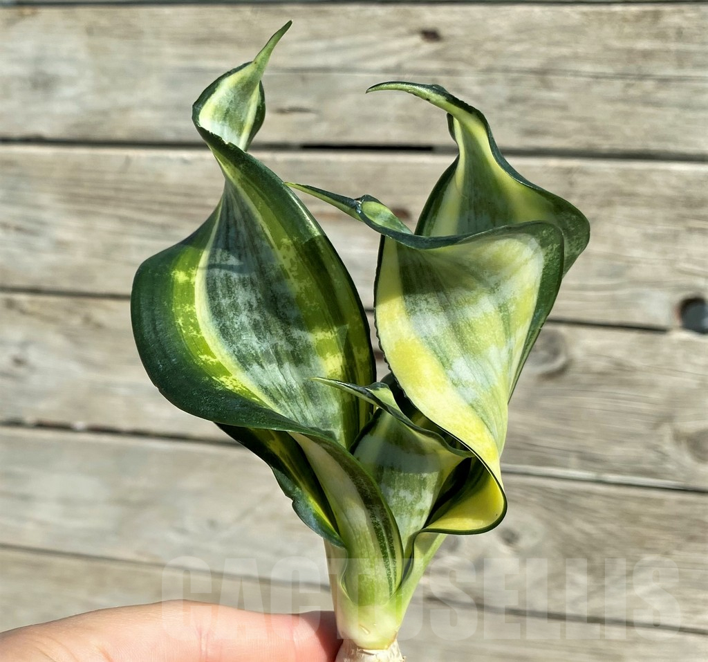 SH16297 Sansevieria ‘Japanese Twister'