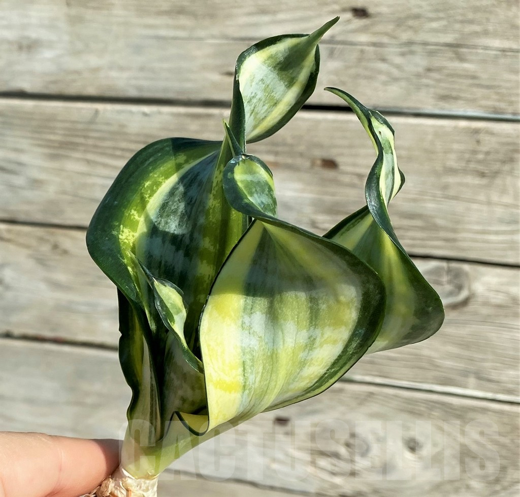 SH16297 Sansevieria ‘Japanese Twister' - Obrázek 2