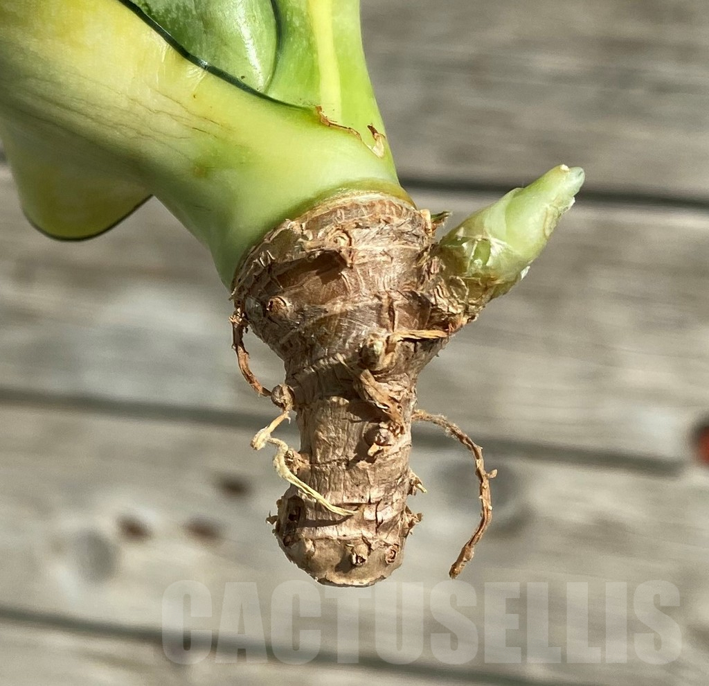 SH16301 Sansevieria ‘Japanese Twister' – Bild 2
