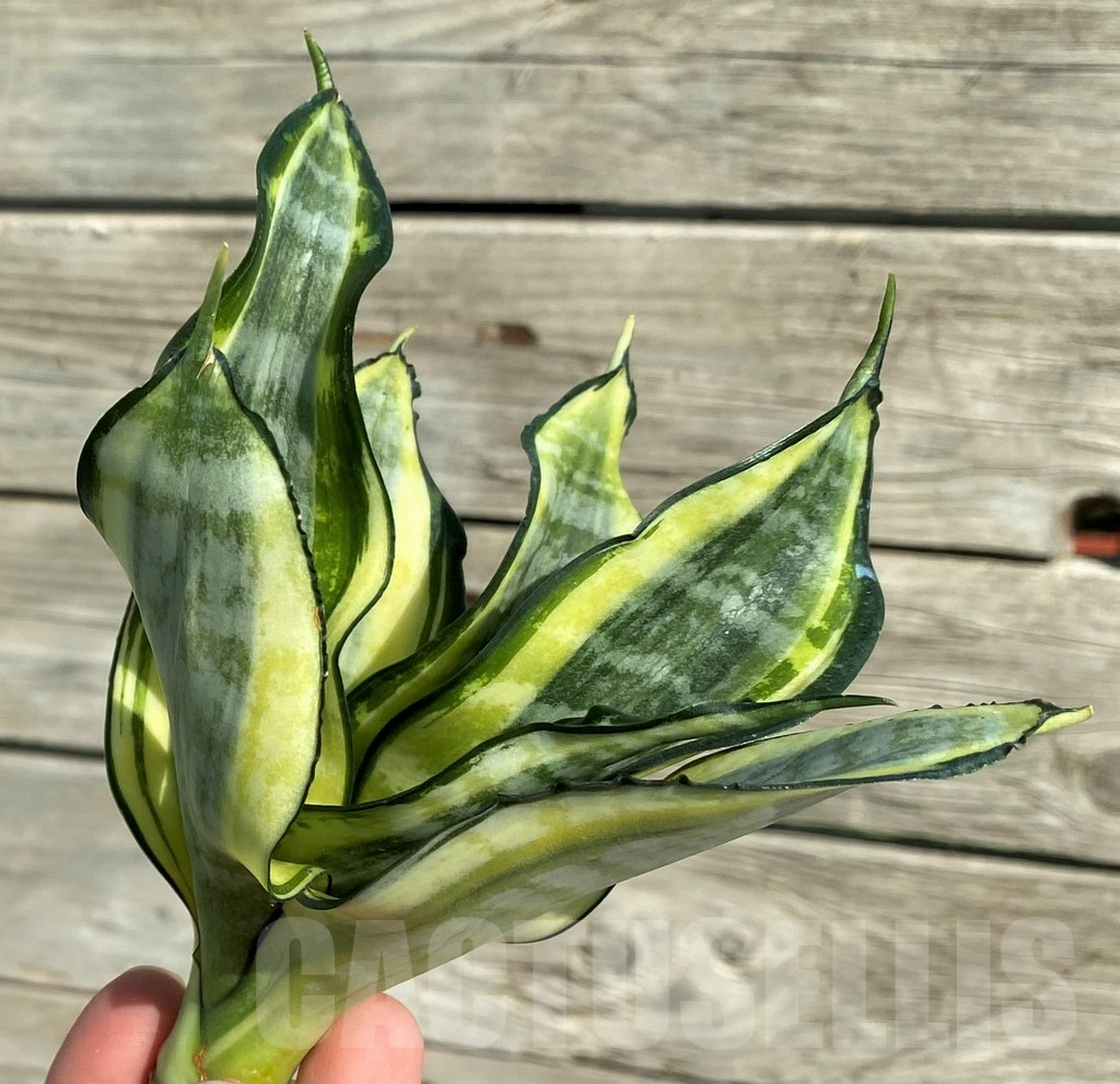 SH16301 Sansevieria ‘Japanese Twister' – Bild 3