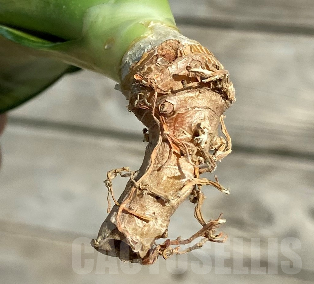 SH16302 Sansevieria ‘Japanese Twister' – Bild 2