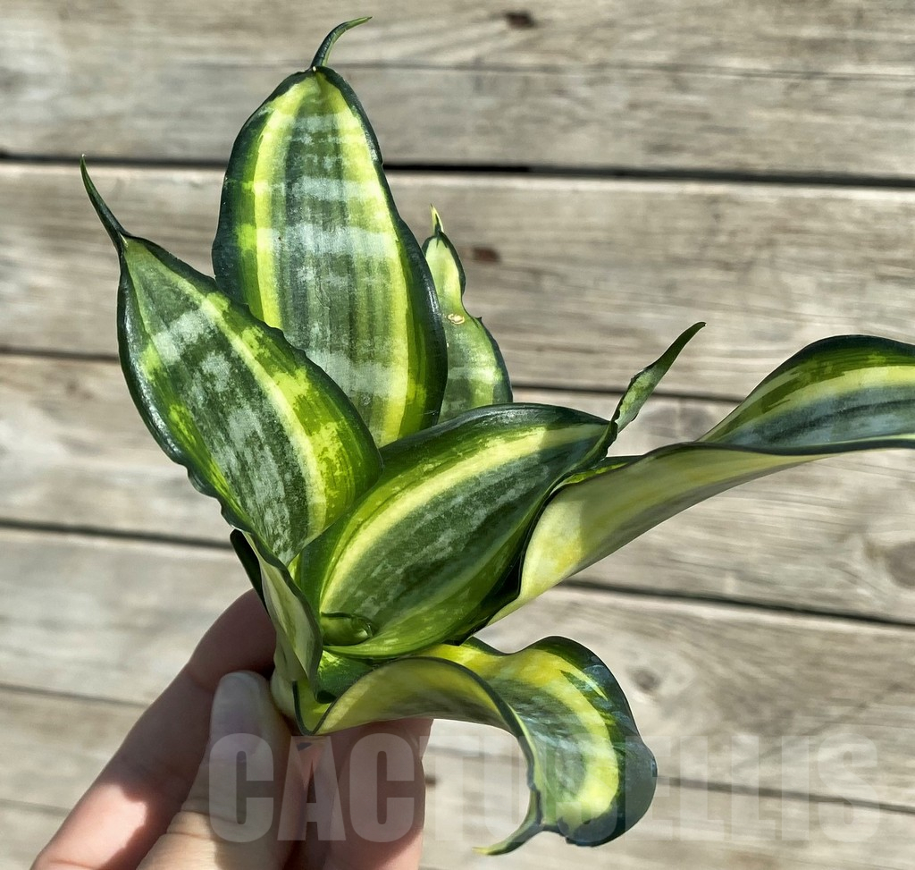 SH16302 Sansevieria ‘Japanese Twister'