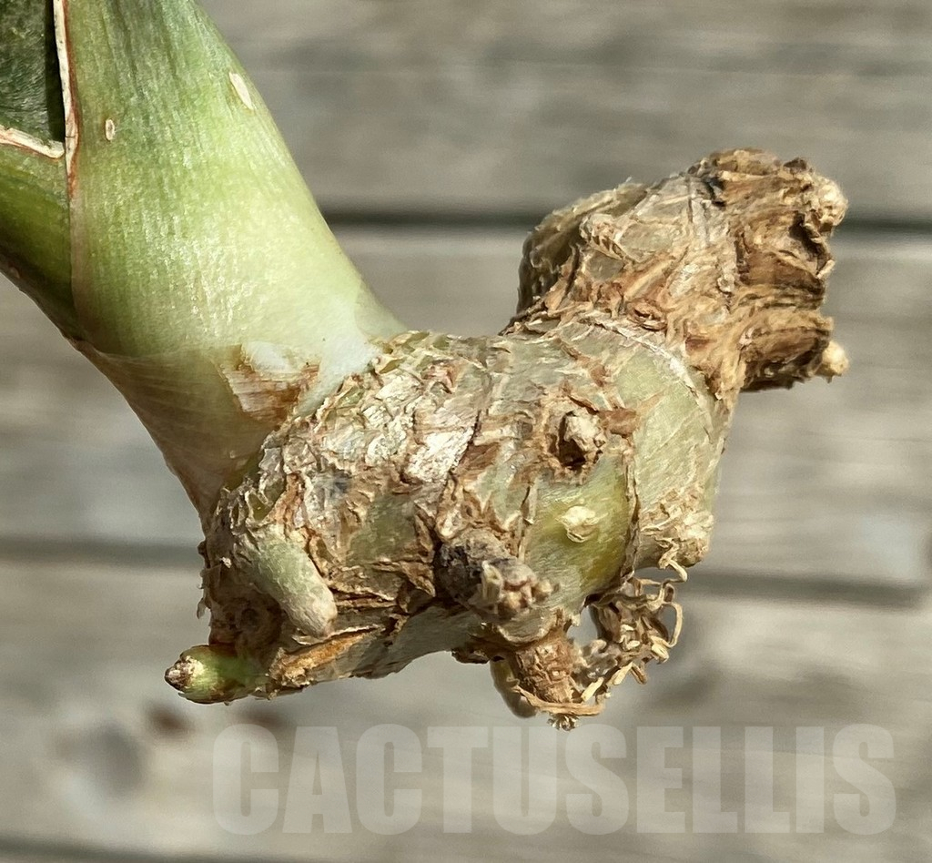 SH16303 Sansevieria kirkii ‘Coppertone’ hybrid - immagine 2