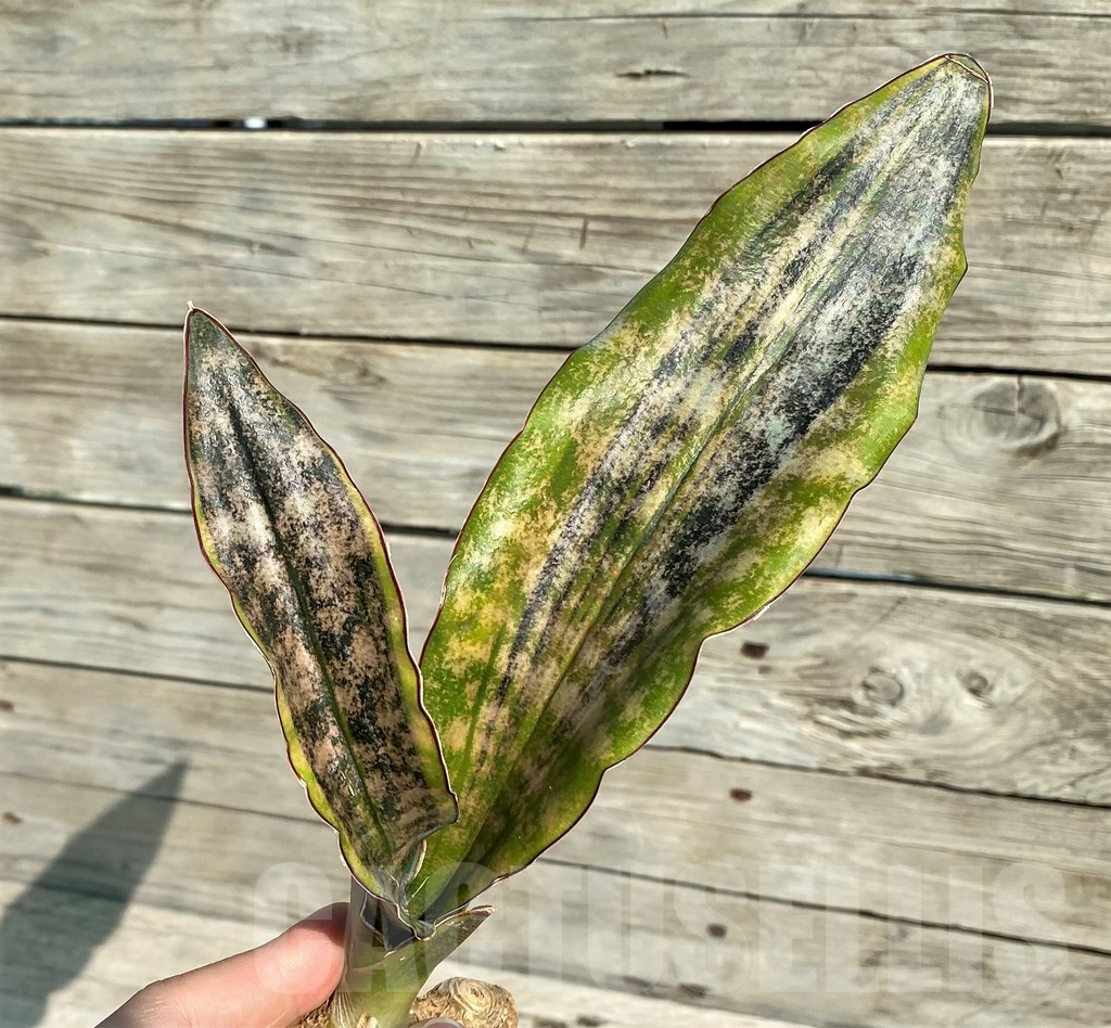 SH16303 Sansevieria kirkii ‘Coppertone’ hybrid