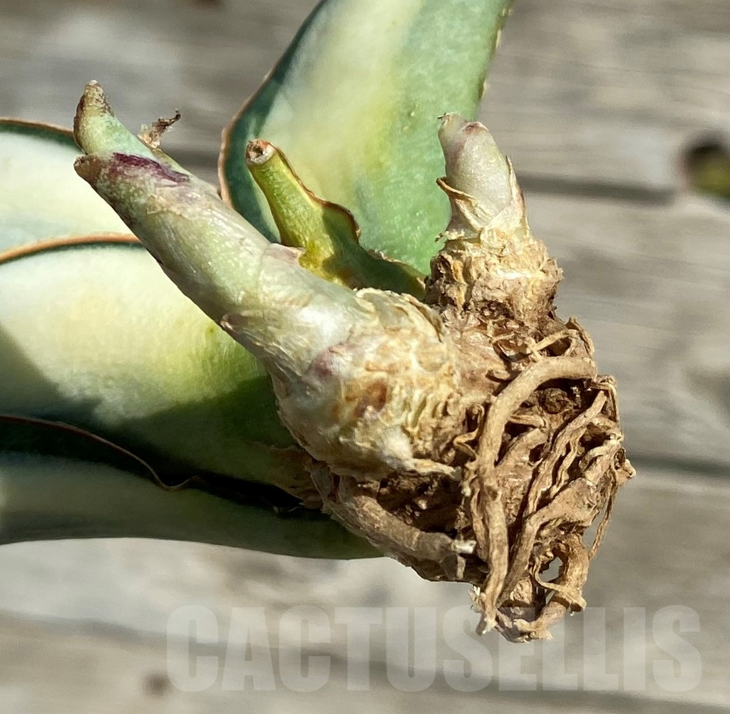 SH16309 Sansevieria masoniana 'White Roset' - Image 2