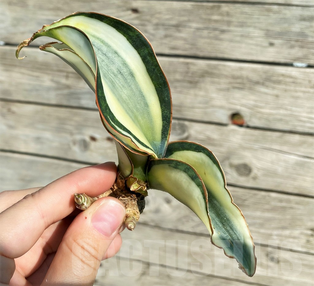SH16309 Sansevieria masoniana 'White Roset'