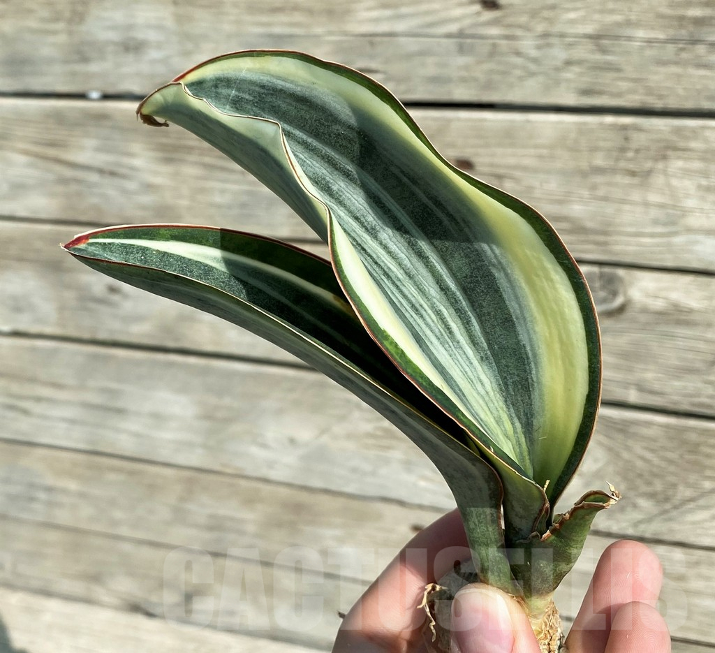 SH16311 Sansevieria masoniana 'White Roset'