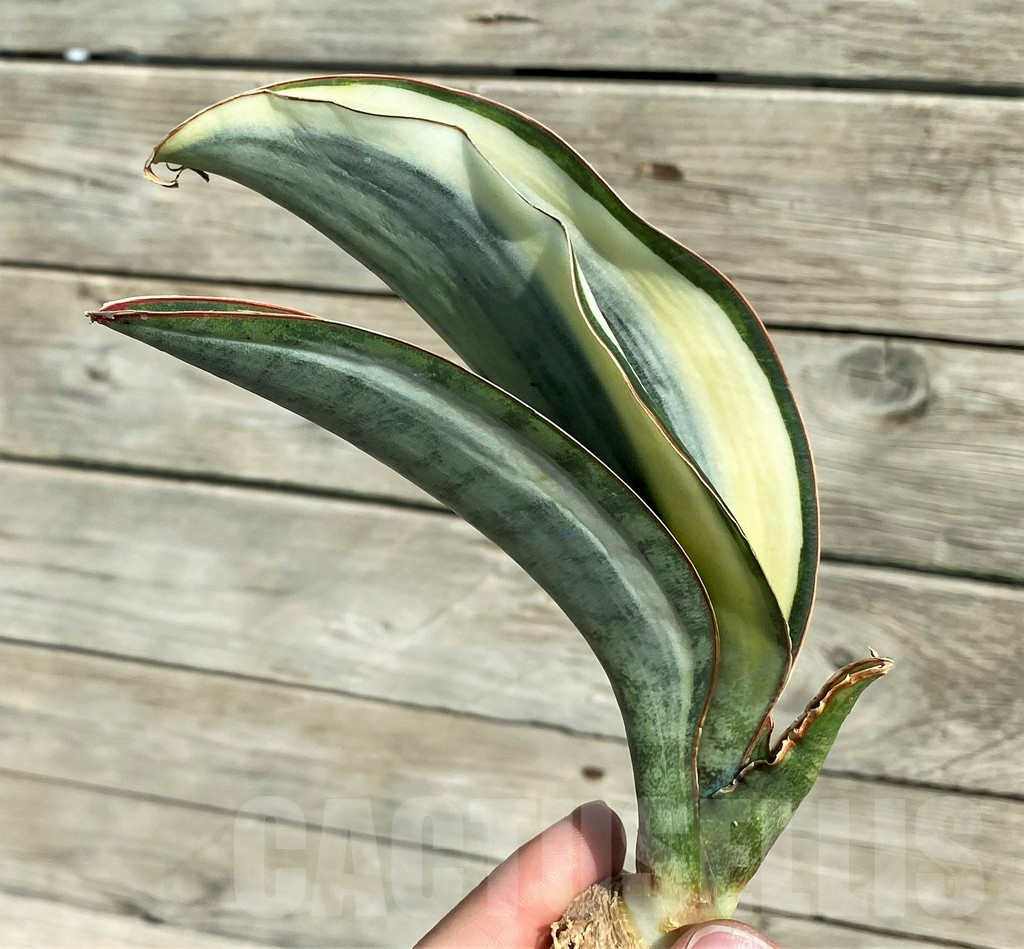 SH16311 Sansevieria masoniana 'White Roset' - Image 2