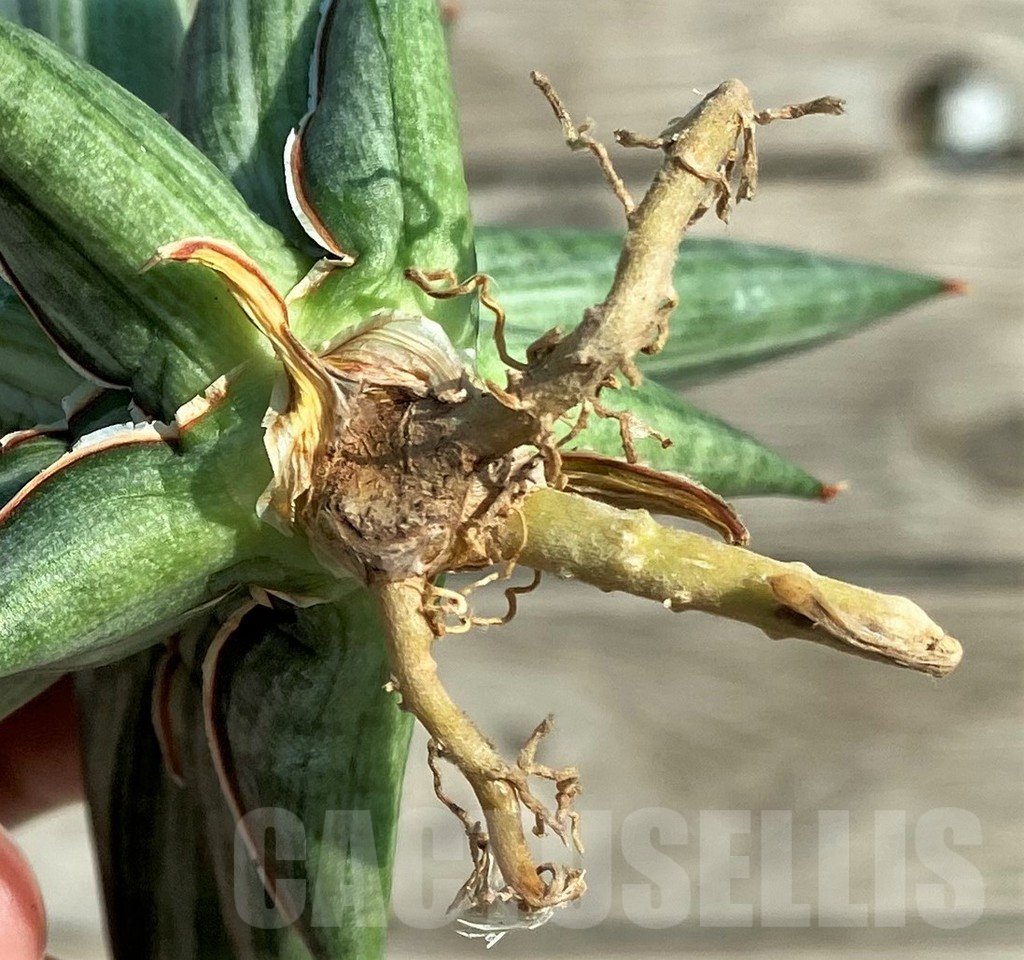 SH16271 Sansevieria 'All Night Star' hybrid - Image 2