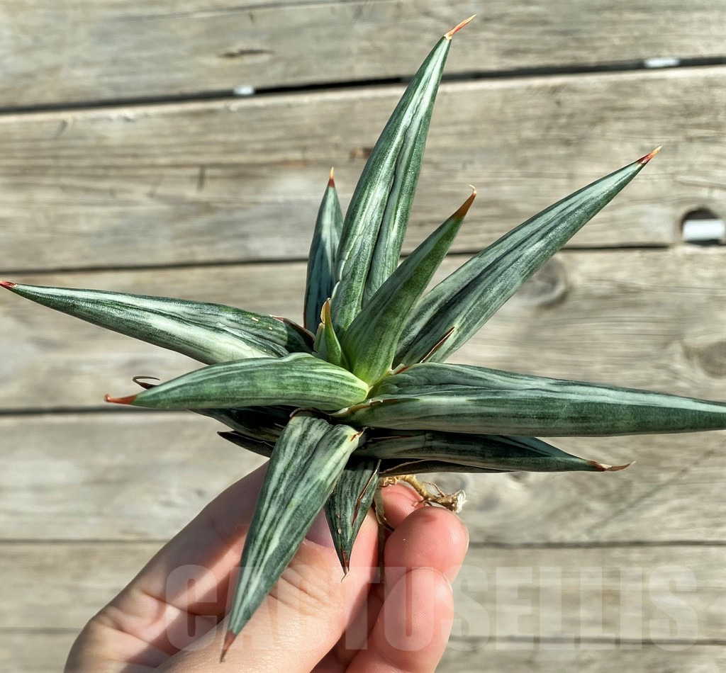 SH16271 Sansevieria 'All Night Star' hybrid