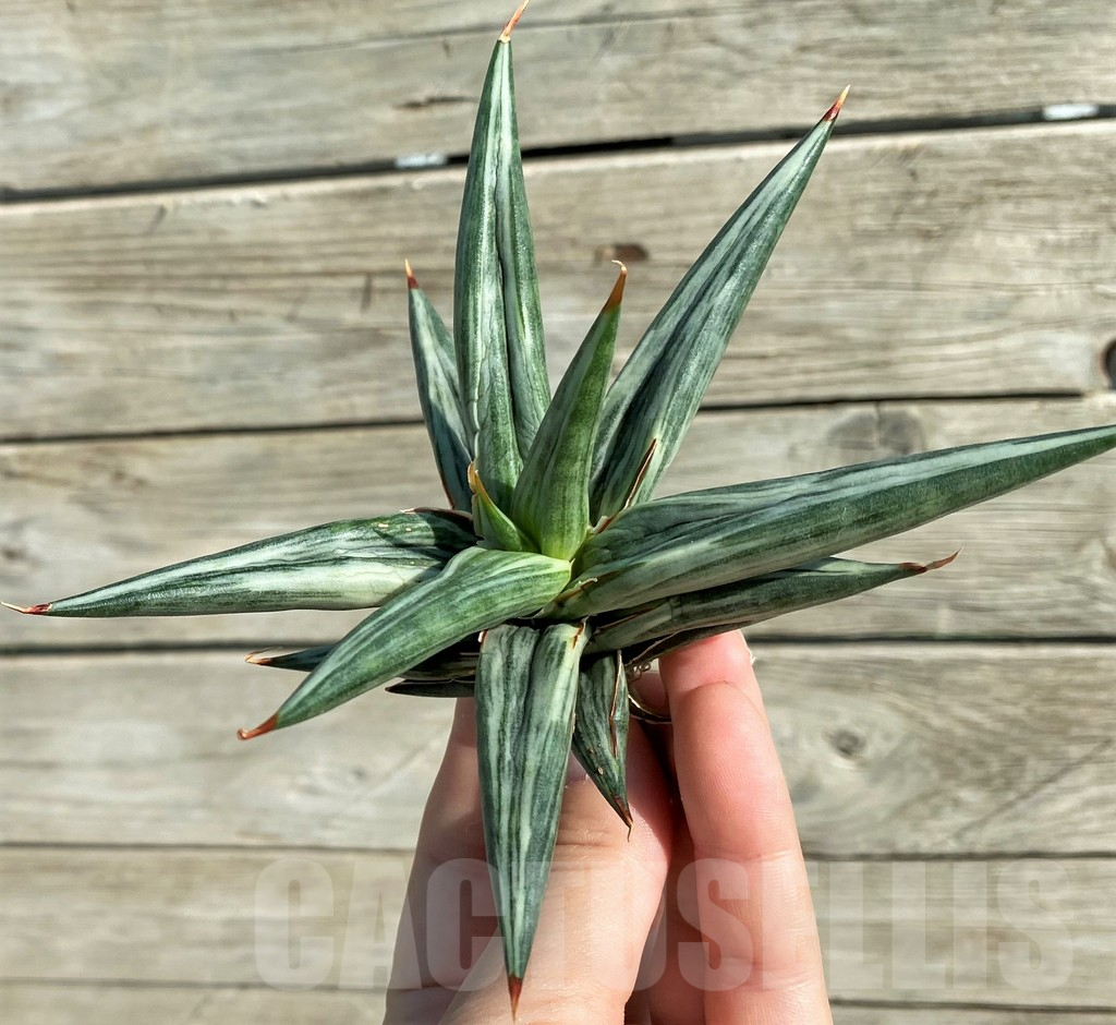 SH16271 Sansevieria 'All Night Star' hybrid - Image 3