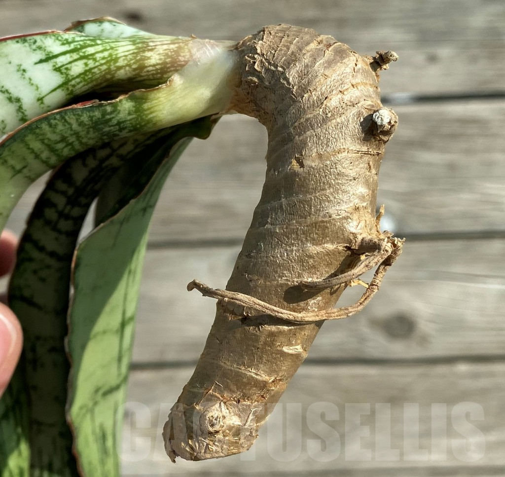 SH16280 Sansevieria 'Cleopatra' - Image 2