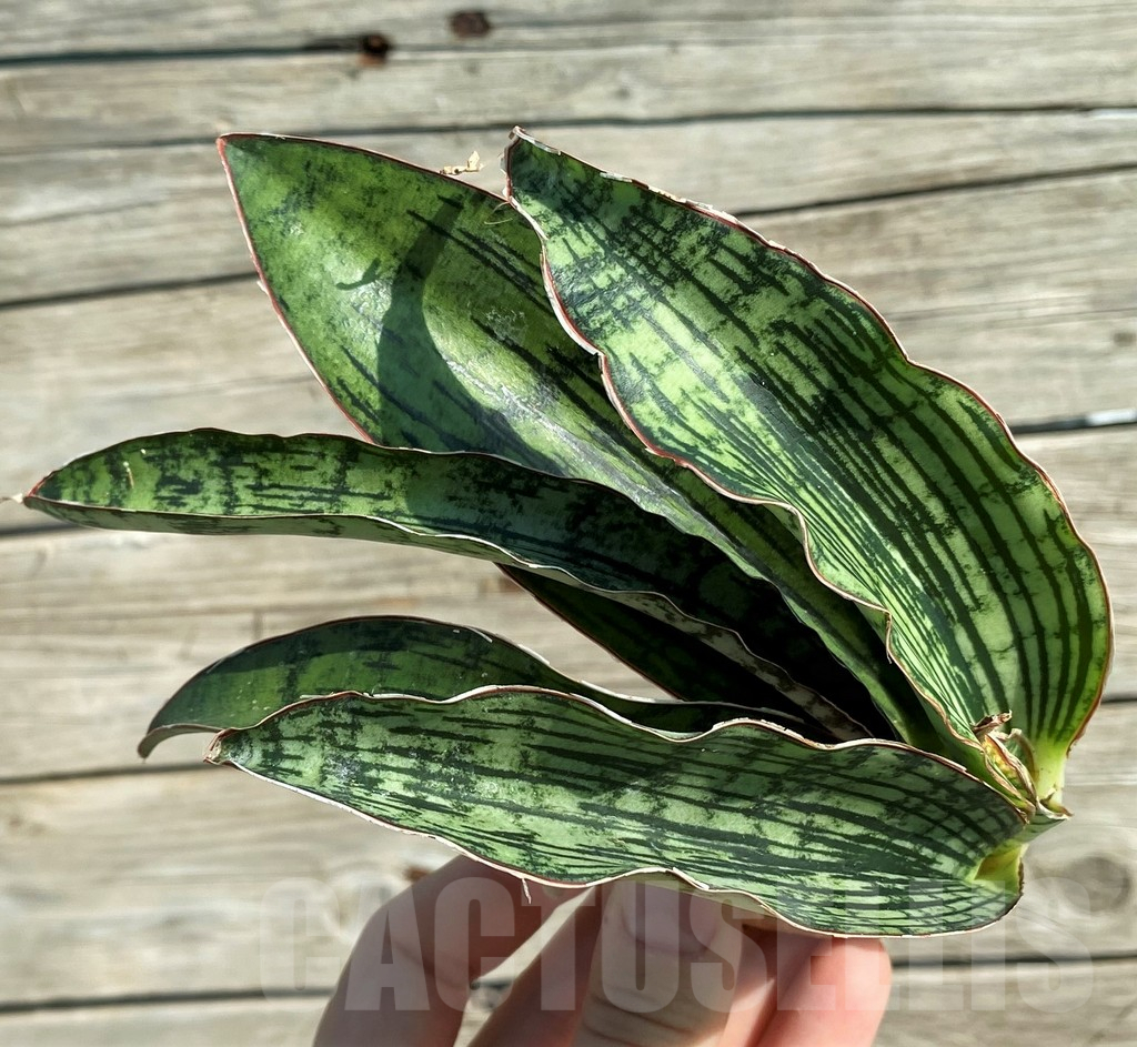 SH16280 Sansevieria 'Cleopatra' - Image 3