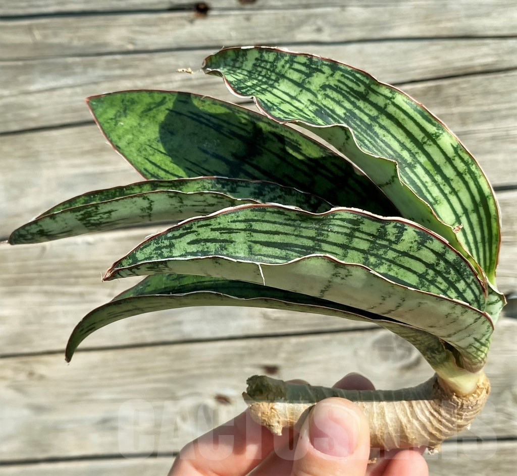 SH16280 Sansevieria 'Cleopatra' - Image 4
