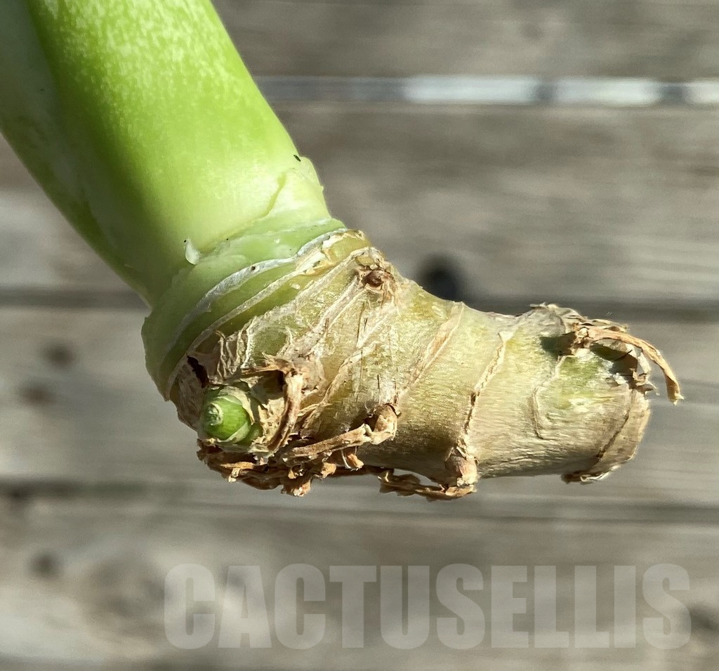 SH16258 Sansevieria 'Moonshine' f. variegata - Imagen 2