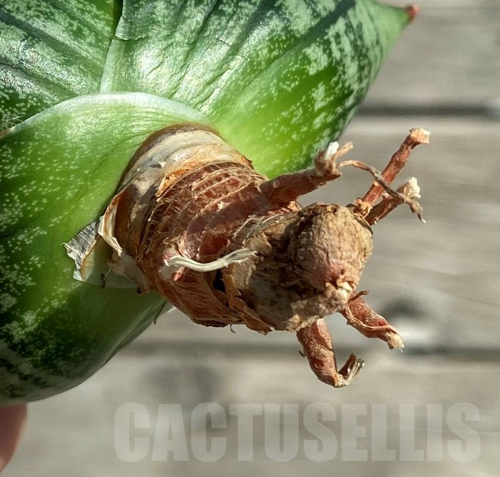 SH16281 Sansevieria 'Kaisar' hybrid - Image 3