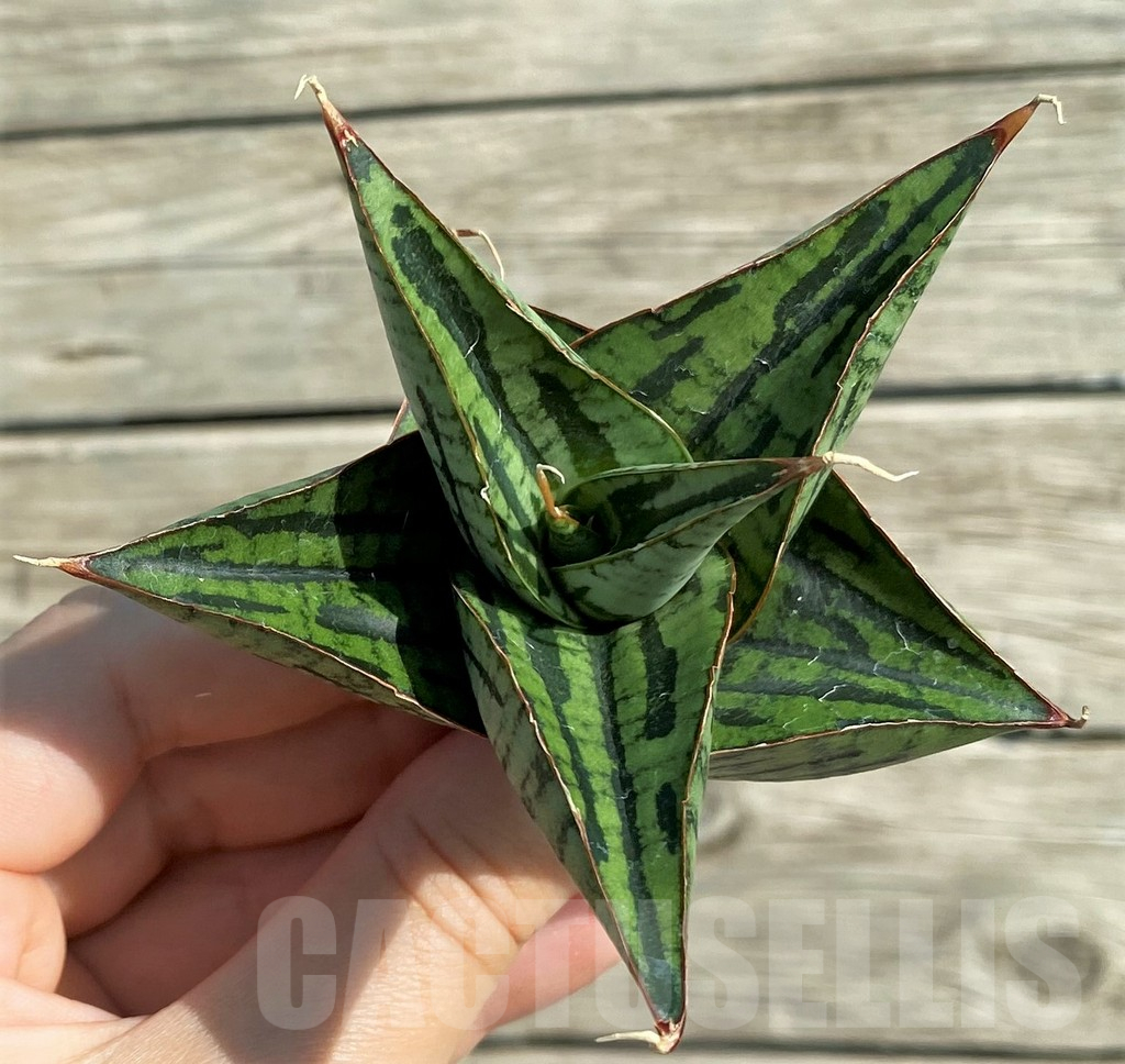 SH16281 Sansevieria 'Kaisar' hybrid - Image 2