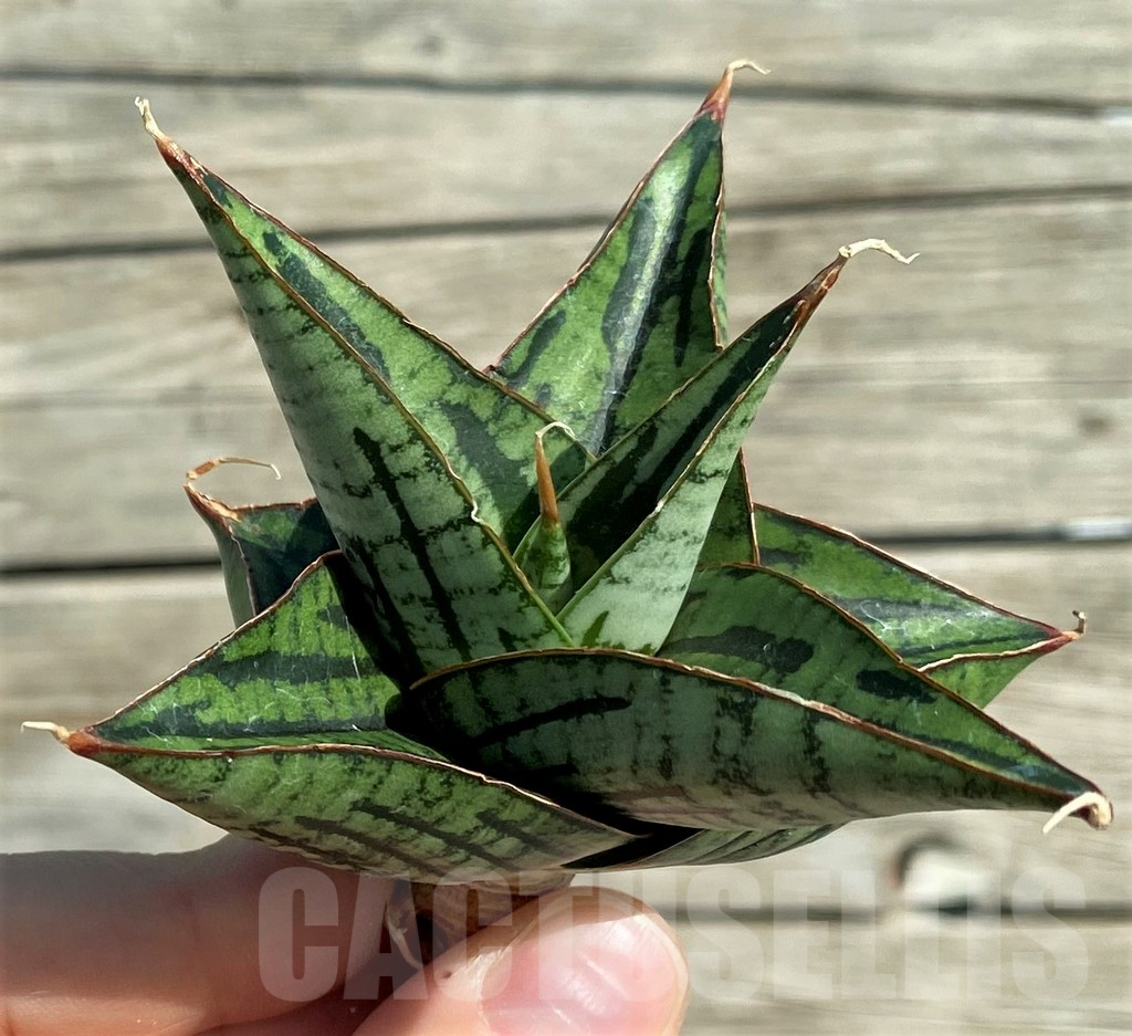 SH16281 Sansevieria 'Kaisar' hybrid