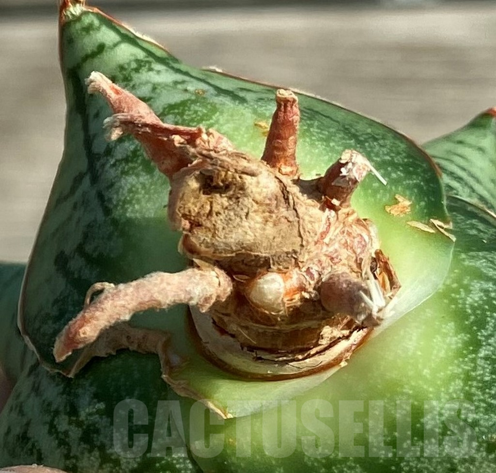 SH16282 Sansevieria 'Kaisar' hybrid - Image 2