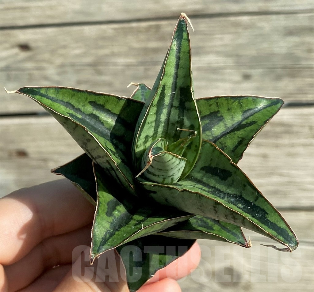 SH16282 Sansevieria 'Kaisar' hybrid