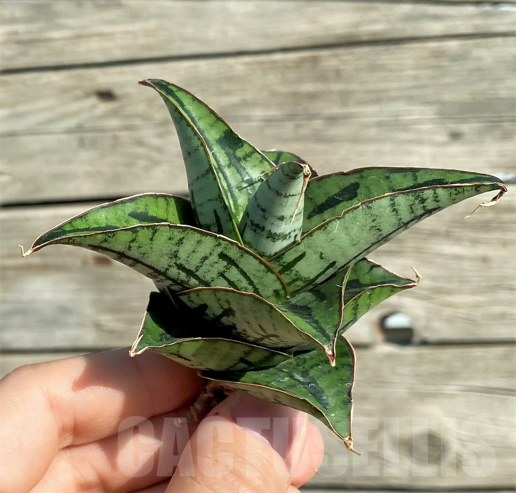SH16282 Sansevieria 'Kaisar' hybrid - Image 3
