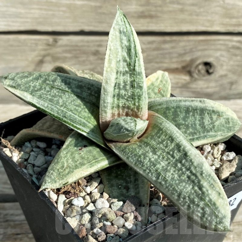SH16382 Gasteria batesiana 'White'