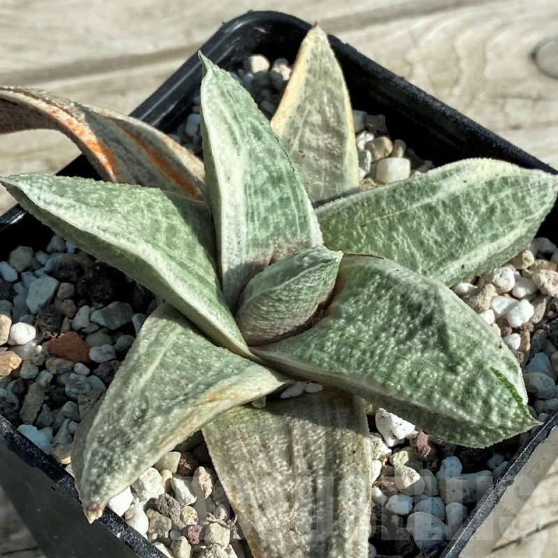 SH16383 Gasteria batesiana 'White'