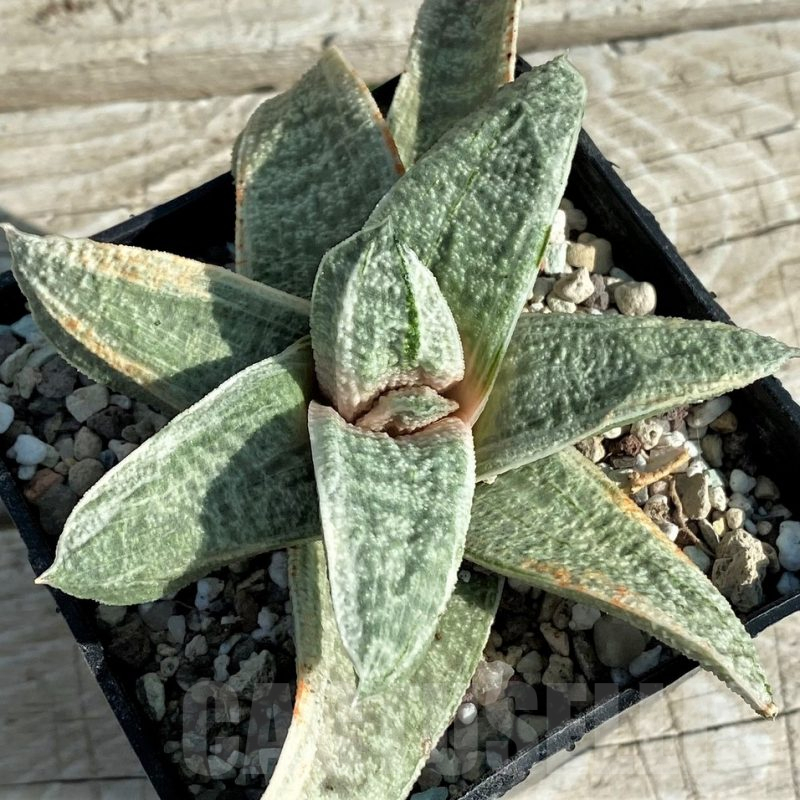 SH16384 Gasteria batesiana 'White'