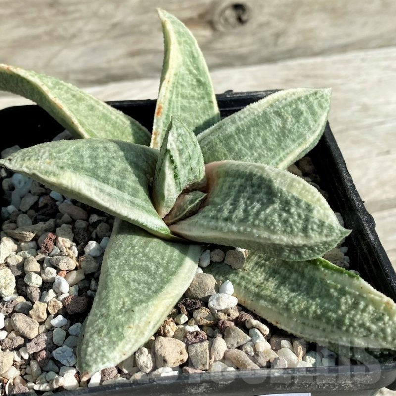 SH16385 Gasteria batesiana 'White'