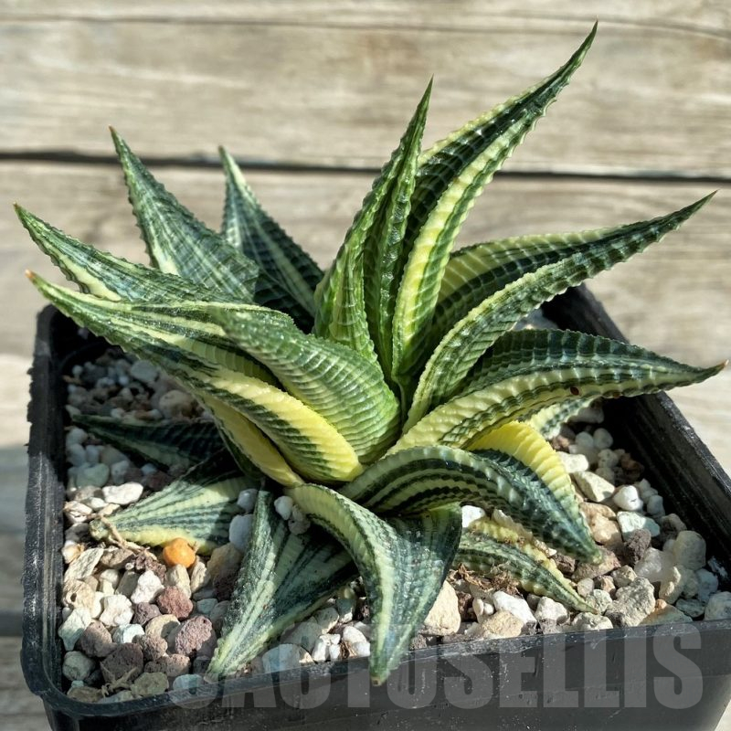 SH16387 Haworthia limifolia f. variegata