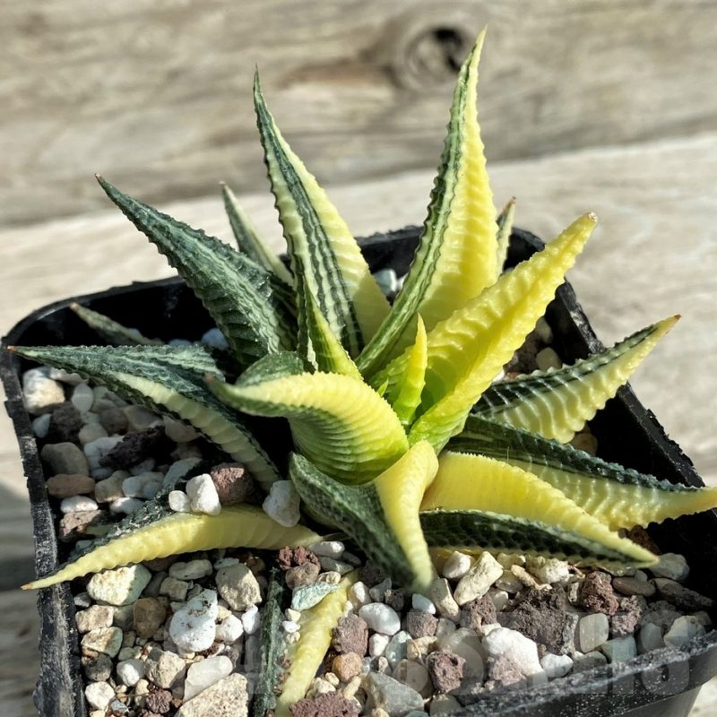 SH16389 Haworthia limifolia f. variegata