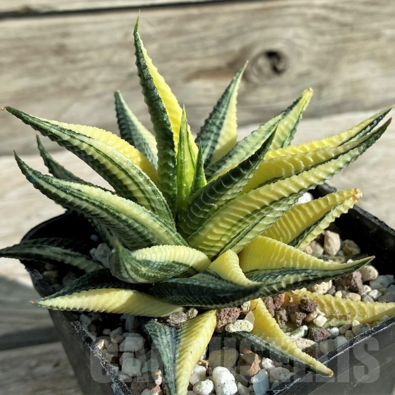 SH16391 Haworthia limifolia f. variegata