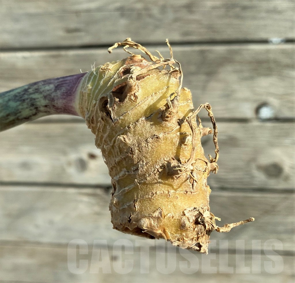 SH16325 Sansevieria masoniana 'Mediopicta' – Image 3