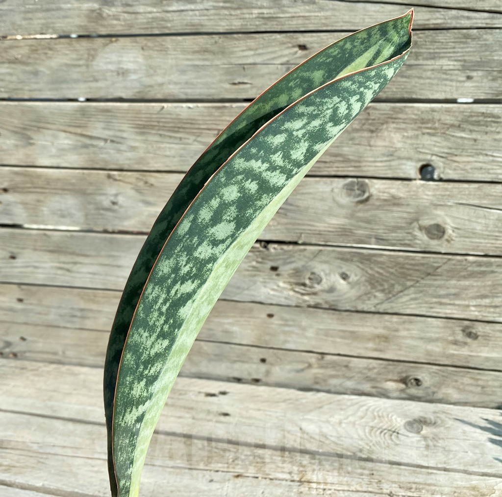 SH16325 Sansevieria masoniana 'Mediopicta' – Image 2