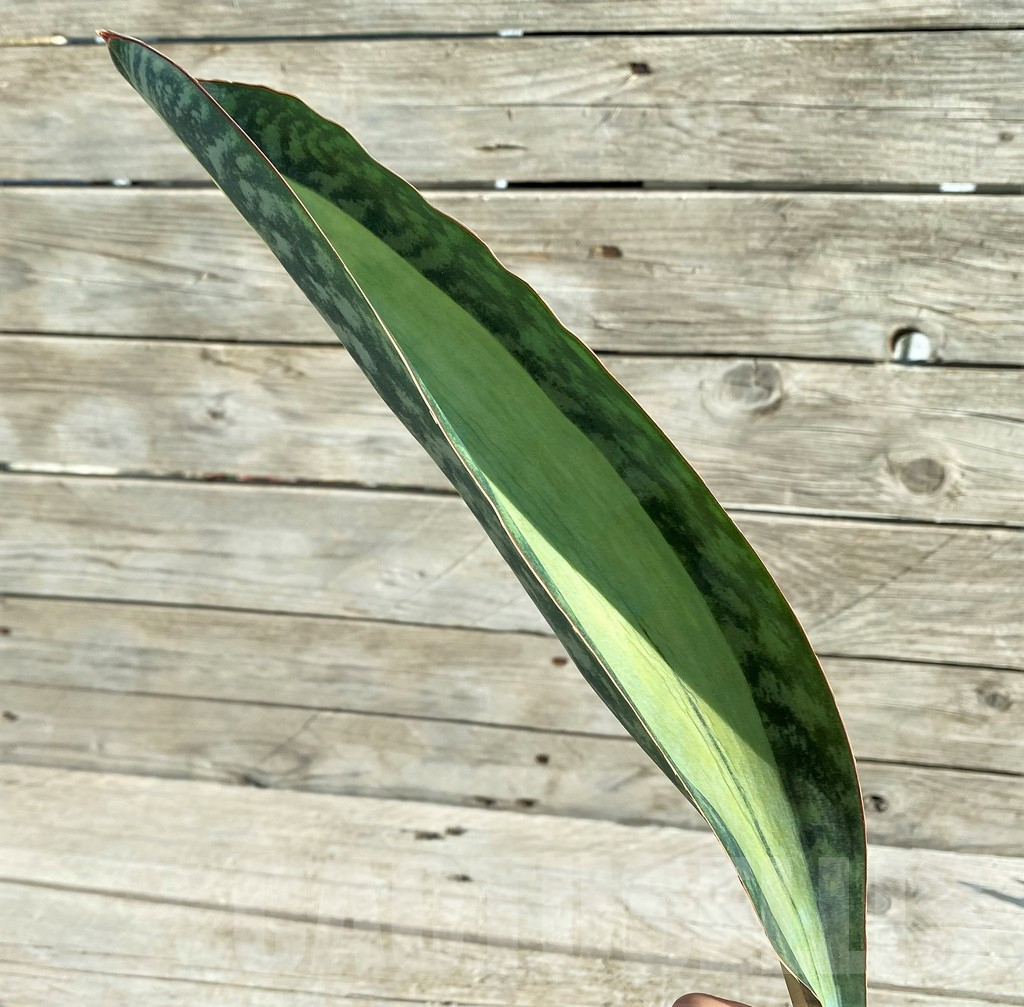 SH16325 Sansevieria masoniana 'Mediopicta'