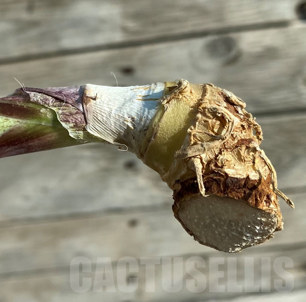 SH16326 Sansevieria masoniana 'Mediopicta' - immagine 2