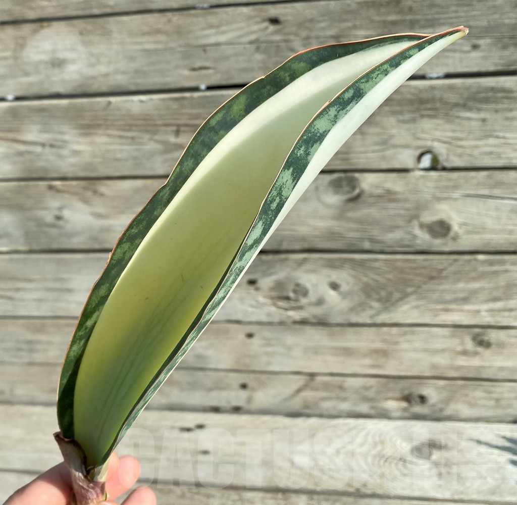 SH16326 Sansevieria masoniana 'Mediopicta'