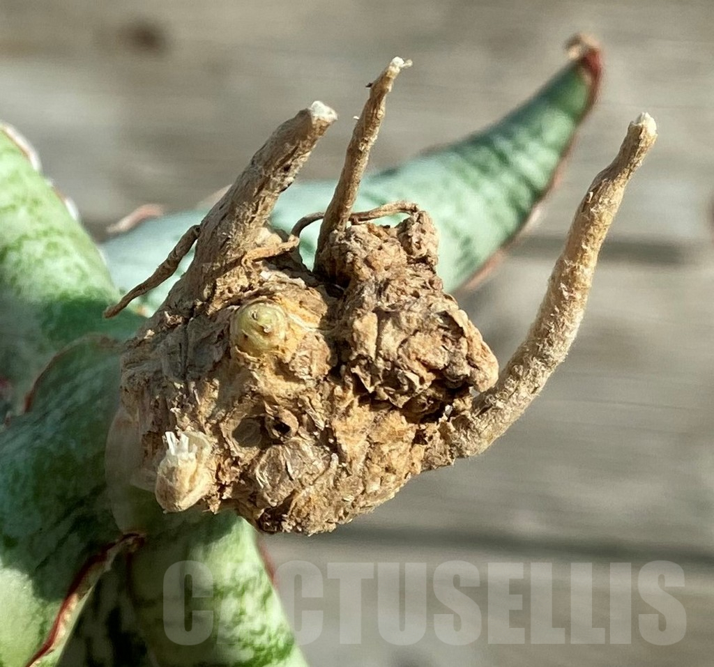 SH16330 Sansevieria ‘Cleopatra’ - Image 2