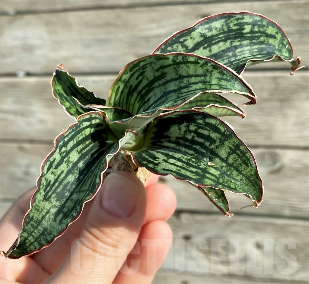 SH16330 Sansevieria ‘Cleopatra’