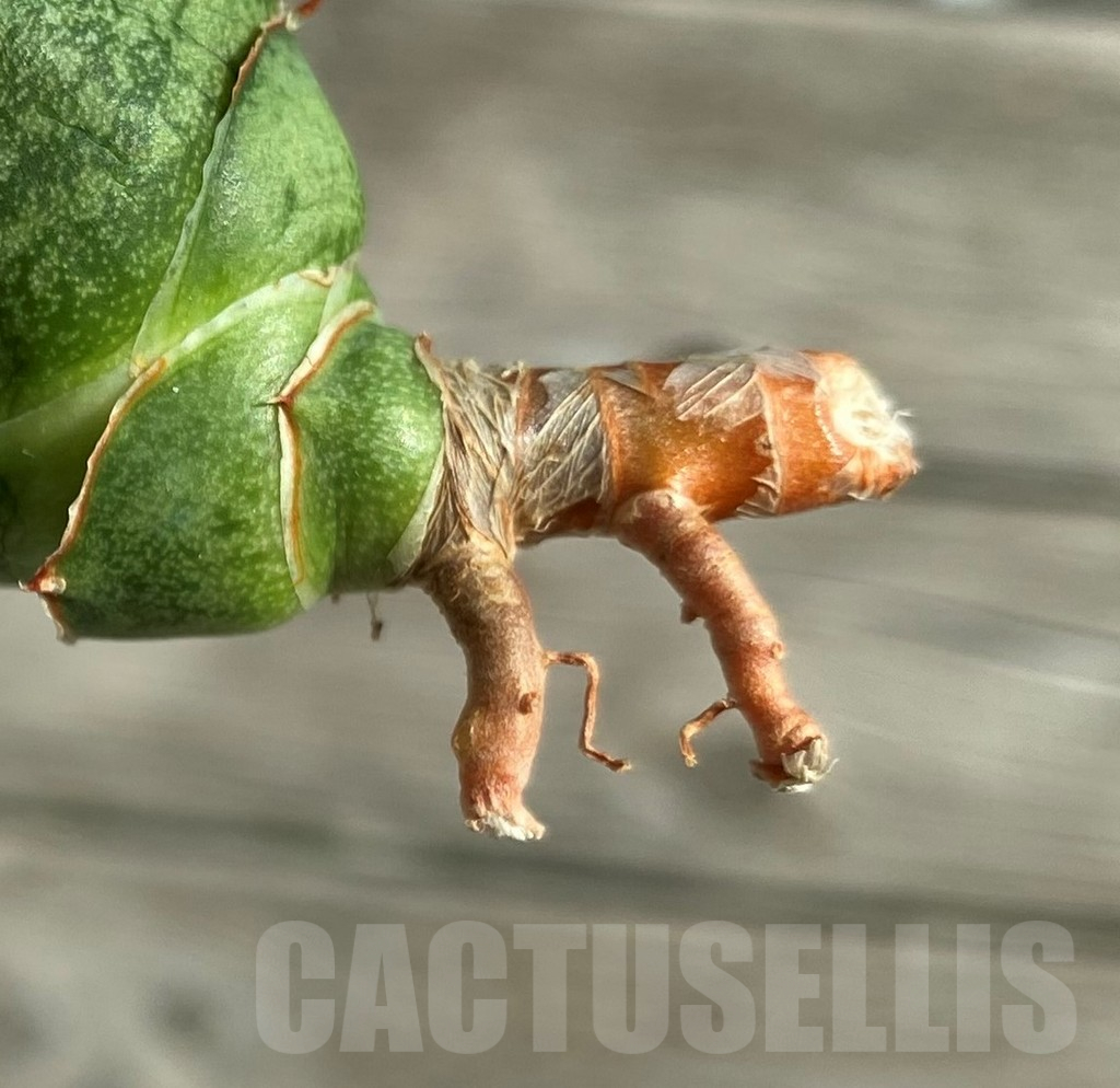 SH16337 Sansevieria 'Win Win' - Image 3