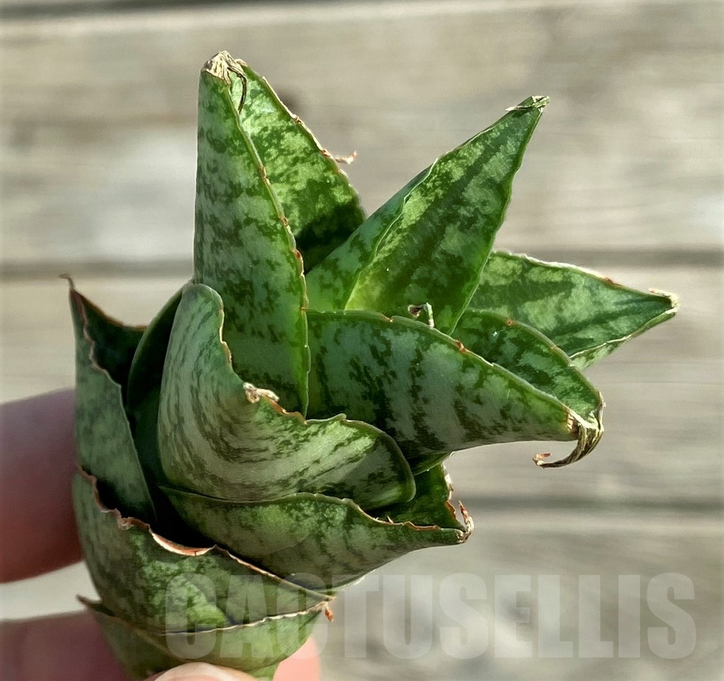 SH16337 Sansevieria 'Win Win'
