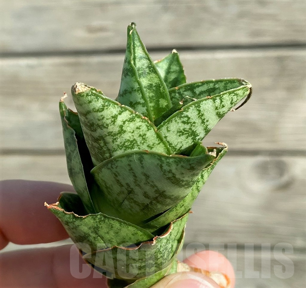 SH16337 Sansevieria 'Win Win' - Image 2