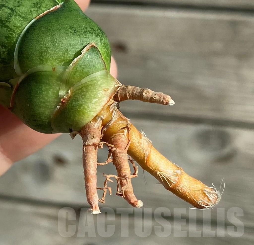 SH16340 Sansevieria 'Win Win' - Image 2
