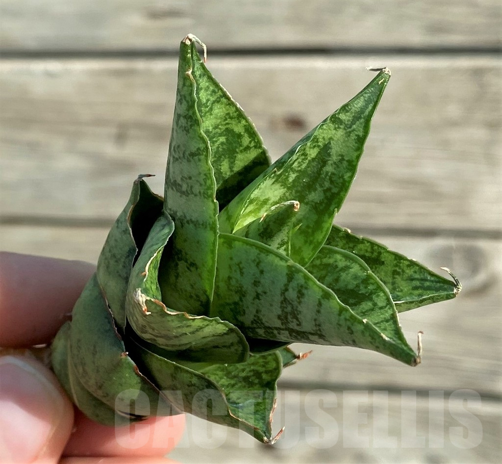 SH16340 Sansevieria 'Win Win'