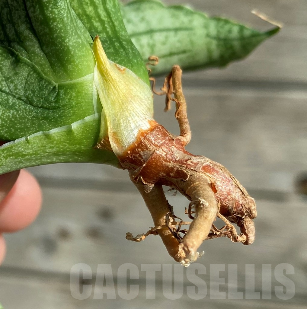 SH16341 Sansevieria ‘Watermelon’ hybrid - Image 4