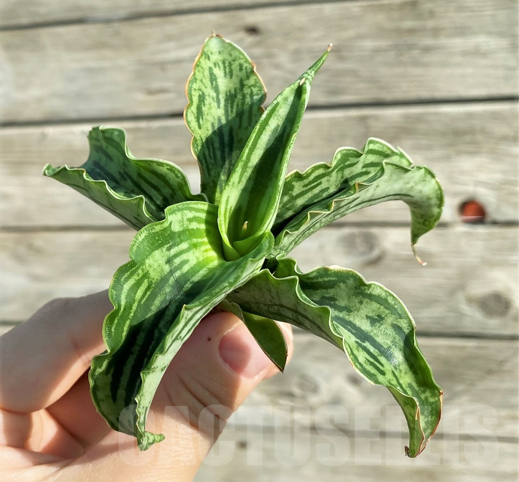 SH16341 Sansevieria ‘Watermelon’ hybrid - Image 3