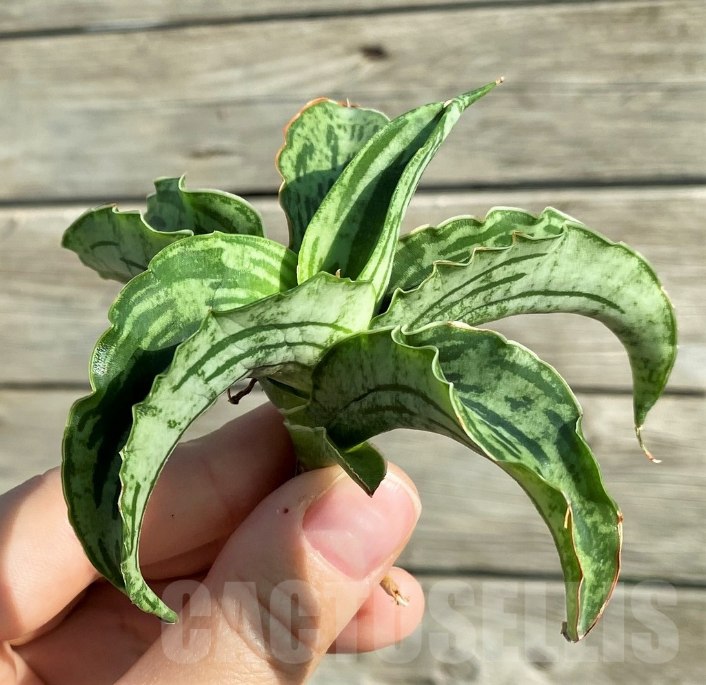 SH16341 Sansevieria ‘Watermelon’ hybrid - Image 2