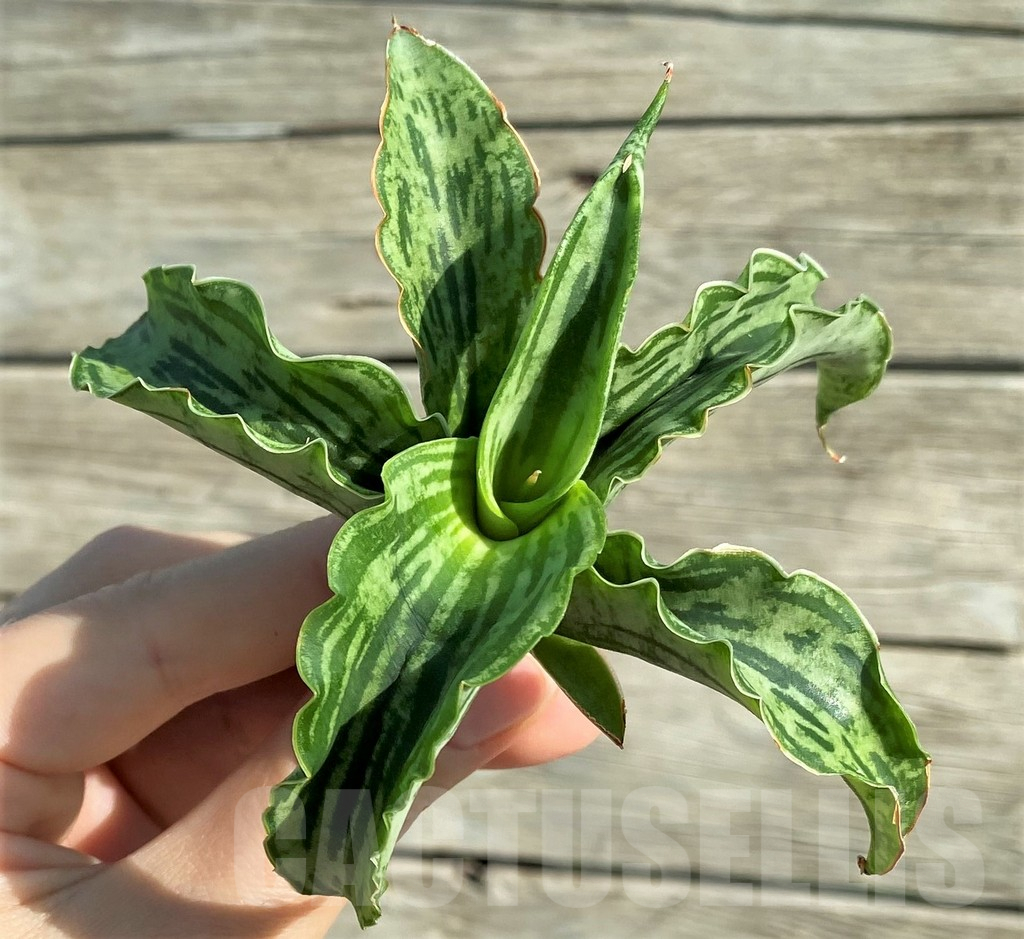 SH16341 Sansevieria ‘Watermelon’ hybrid