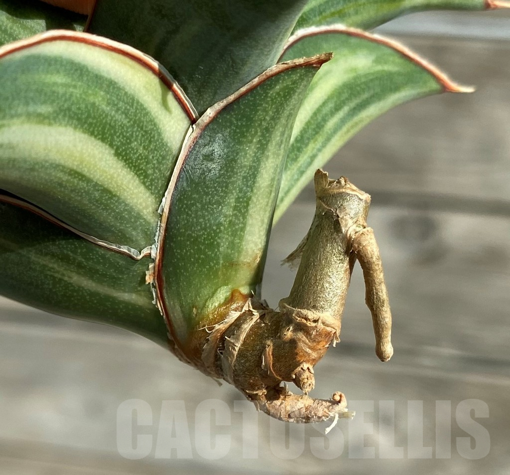 SH16348 Sansevieria ‘Kimayo’ f. variegata - Image 2